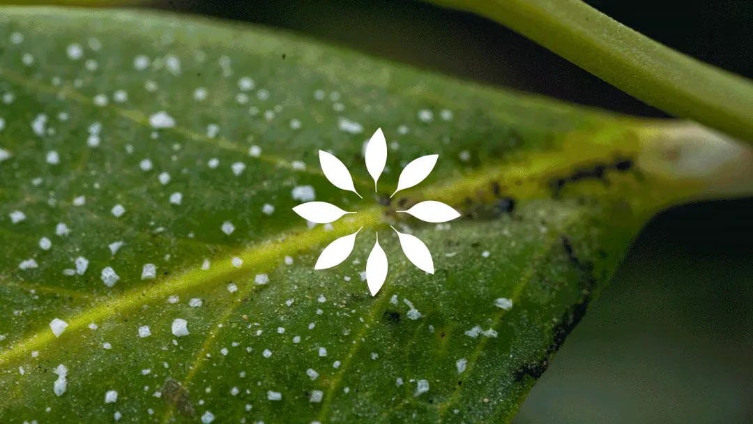 The radial mark over mangrove leaf detail