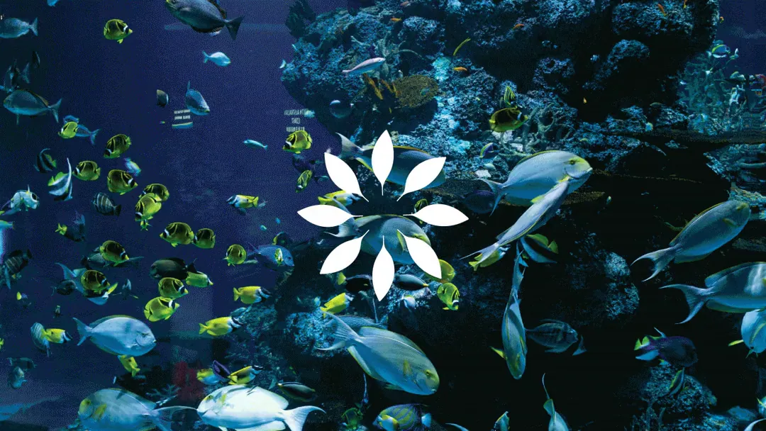 The mark over a reef