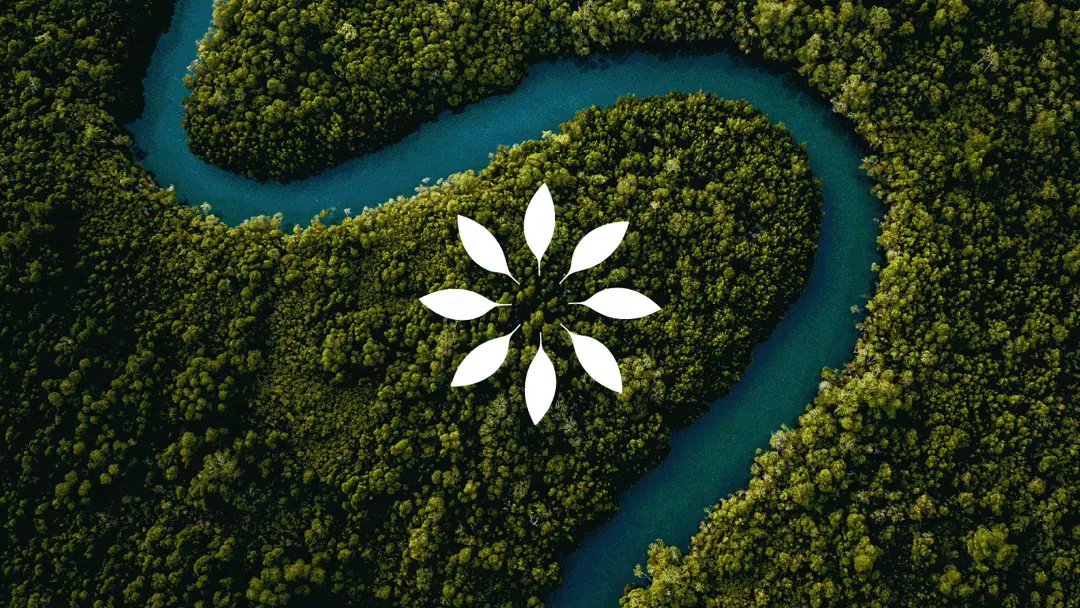 The mark over a mangrove river